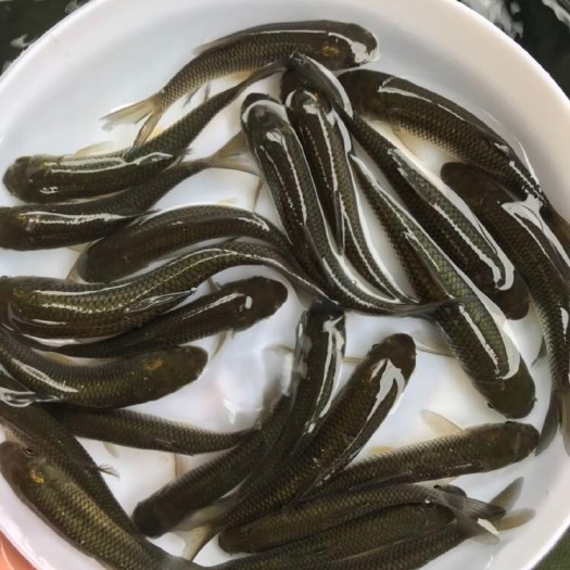 翁源县草鱼苗