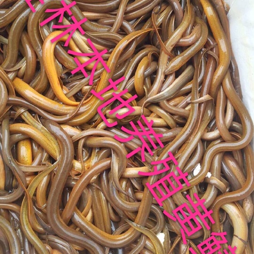 荔浦市桂林本地养殖黄鳝鳝鱼鲜活发货成活率高、走量价