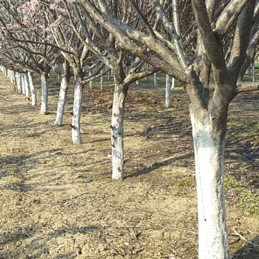 昌邑市 红叶李，丝棉木，一级苗