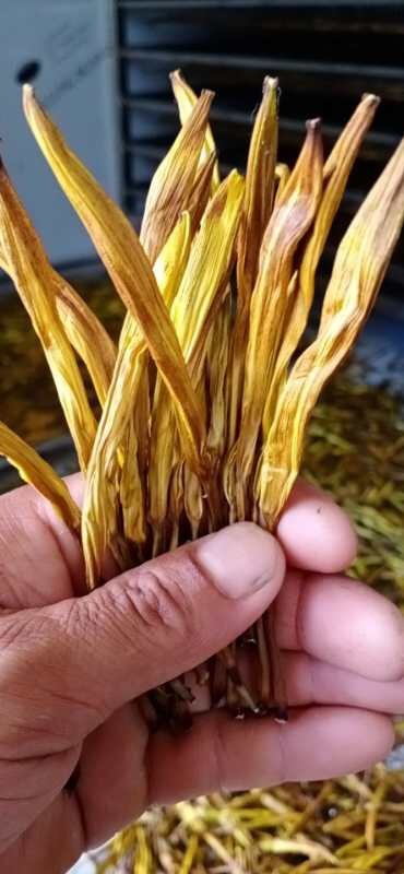 武平县黄花菜 福建省龙岩市武平县