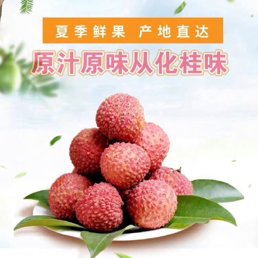 广州 现摘现发桂味荔枝王水果新鲜非妃子笑荔枝新鲜一箱