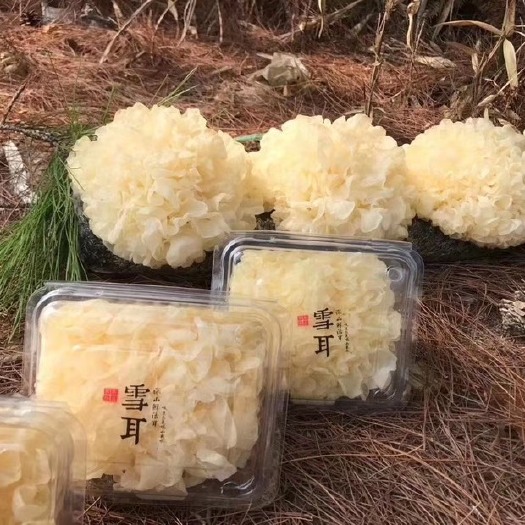 古田县 古田鲜银耳