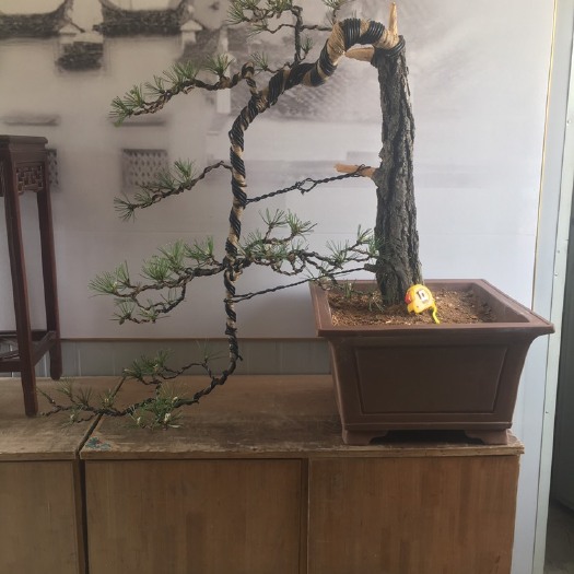 合肥 原生山采黄山松百年老桩，标价不是卖价，喜欢的朋友抓紧私聊