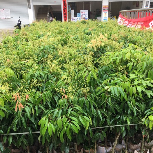 灵山县桂味荔枝苗  桂味荔枝核小肉厚糖度在19～21