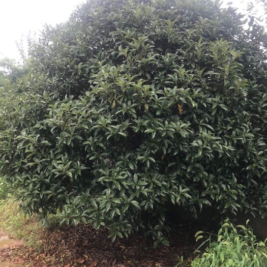 桐庐县桂花树