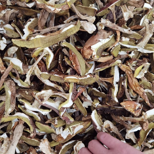 思茅2024年新货美味牛肝菌