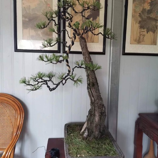 合肥 原生山采黄山松百年老树，标价不是卖价喜欢朋友抓紧私聊