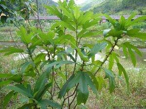 漳州五指毛桃
