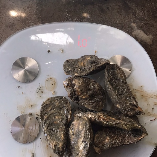 饶平县珠海生蚝 2-3两/只 海水 鲜活水产