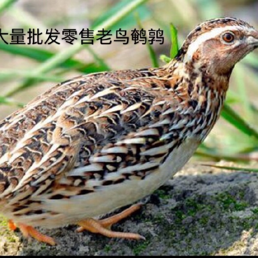 连城县淘汰鹌鹑老鸟。￼