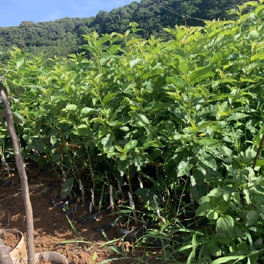安宁市玛瑙红樱桃树苗
