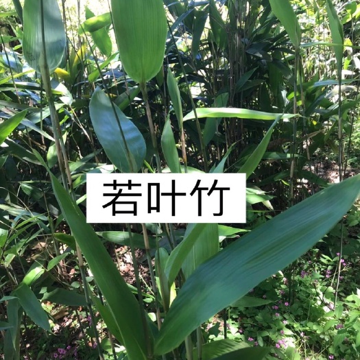 安吉县阔叶箬竹 若叶竹、包粽子的粽叶竹
