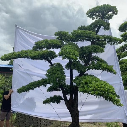 佛山普通罗汉松