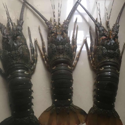 东兴市 活冻青龙虾