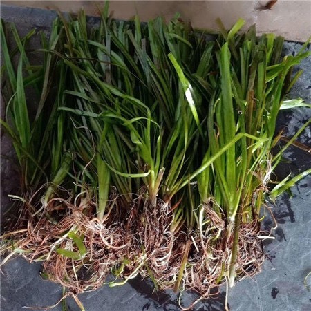 赤壁市苦草