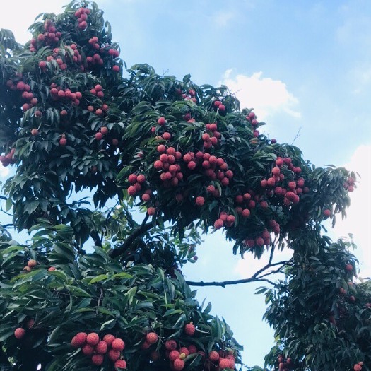 广州 桂味荔枝，量大从优
