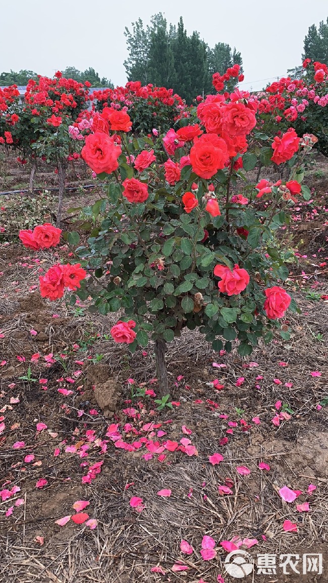 其它苗木 茶花