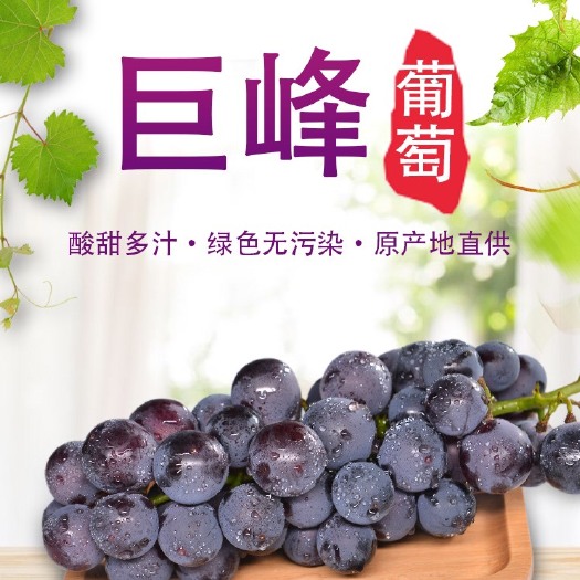 曲阜市 山东济宁巨峰葡萄早熟品种酸甜口感肉厚多汁