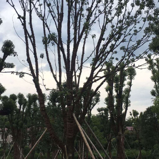 益阳 供应移栽全冠香樟