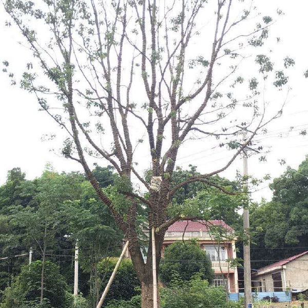  供应移栽全冠香樟