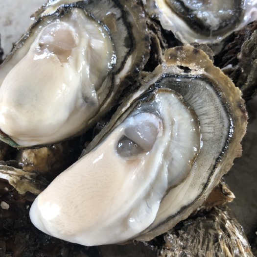 饶平县珍珠蚝  广东生蚝牡蛎一手货源批发井洲牡蛎烧烤蚝全国发货