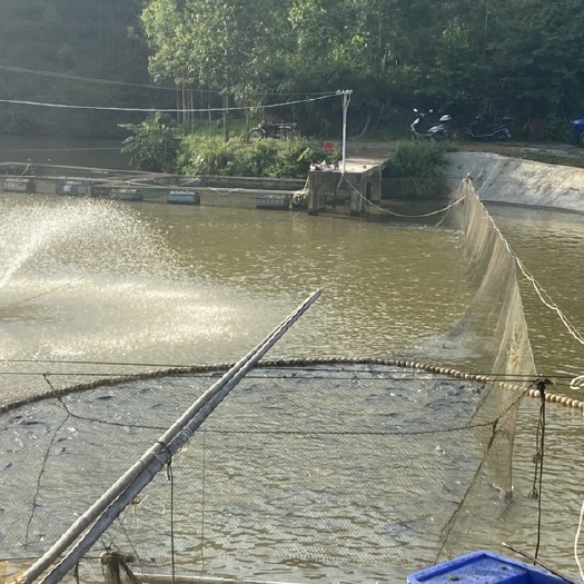 南宁 成鱼出售水库地网，草鱼规格3斤一9斤，黑鲩鱼7斤一18斤，大
