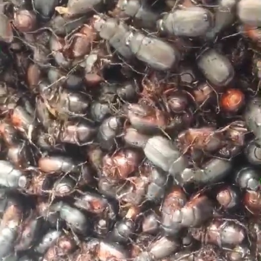舞阳县苍虫  瞎碰 金龟子 模糊虫 瞎碰 黄色苍虫