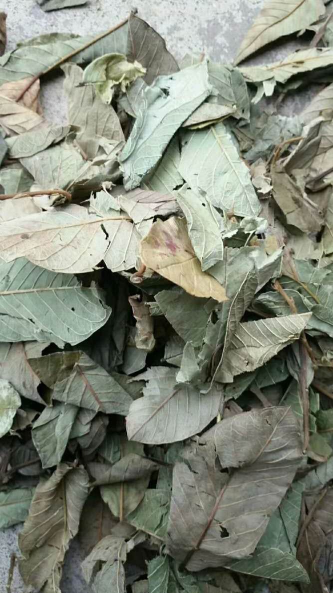 长期供应{番石榴叶}可批量可零售量大从优【包邮】