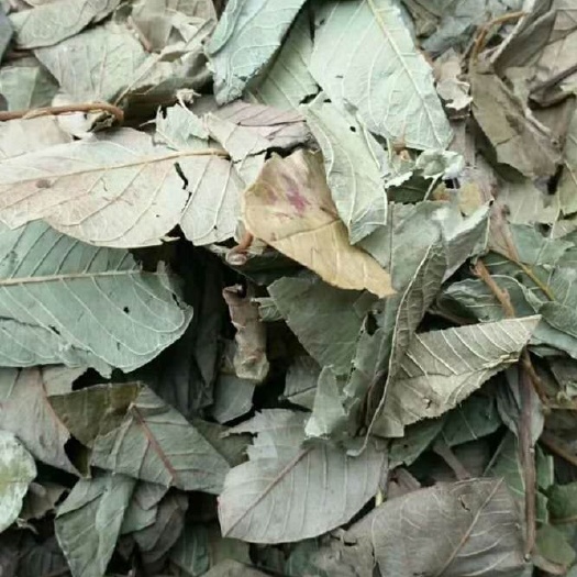 大货供应｛番石榴叶｝可批量可零售量大从优【包邮】