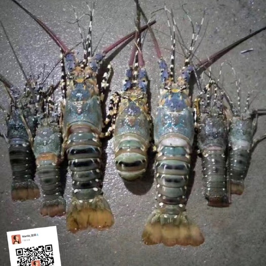 东兴市 活冻青龙虾