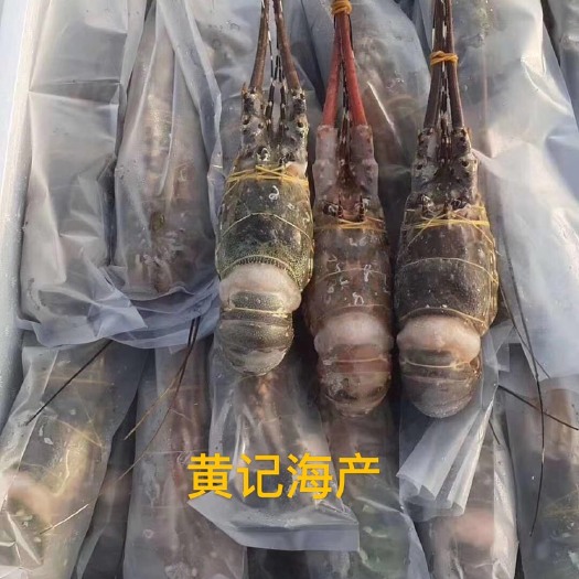 东兴市 活冻青龙虾