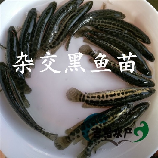 佛山 黑鱼苗  乌鱼苗 生鱼苗 各种规格都有 自家养殖场