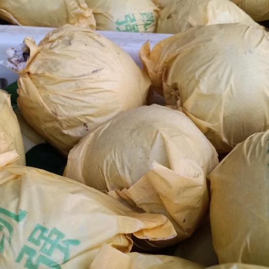 砀山县 刚上市的脆冠梨