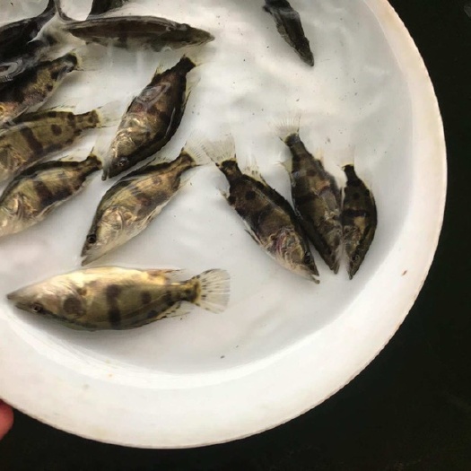 佛山 优质桂花鱼苗 翘嘴鳜鱼 鳜鱼苗 各种规格 自家养殖场 广东佛