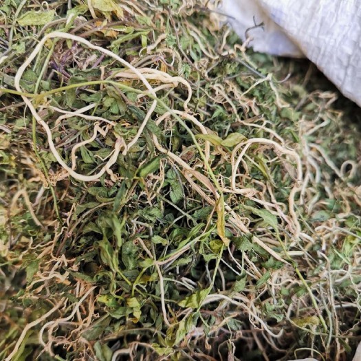 衡阳县半边连，湖南半边莲中药中草药新鲜半边连半边菊带根叶急解索