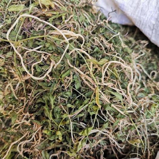 半边连,湖南半边莲中药中草药新鲜半边连半边菊带根叶急解索