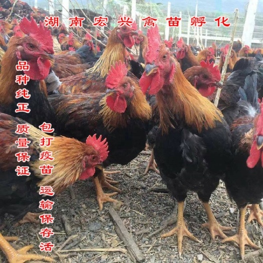 衡阳厂家直销清远麻鸡苗灵山土鸡苗青脚土鸡苗包打疫苗