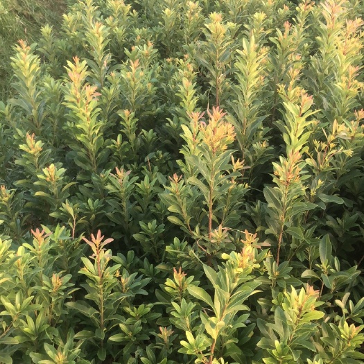 靖州县荸荠杨梅种苗