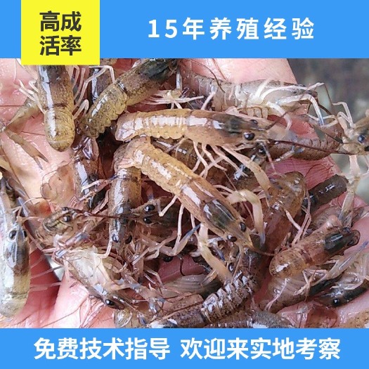 漳浦县 澳洲淡水龙虾苗 基地直销 高成活率