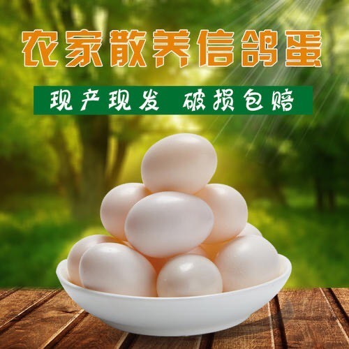 石家庄 新鲜鸽子蛋农家散养白鸽信鸽五谷杂粮喂养散养宝宝辅食营养丰富