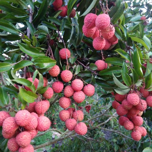 诏安县 桂味荔枝