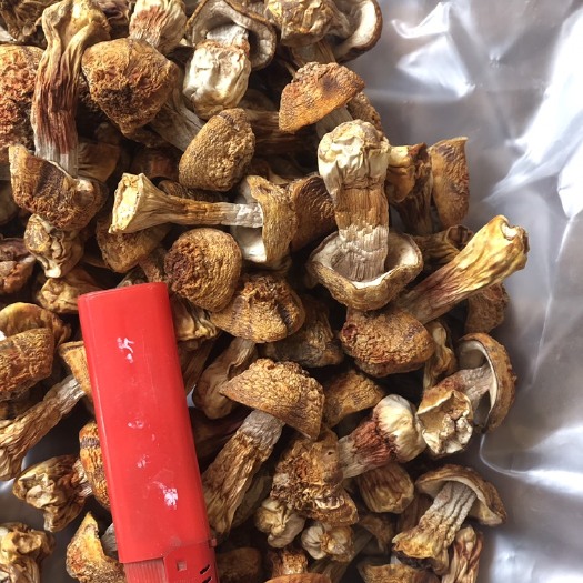 曲周县姬松茸  品出炉，自家种植，量大价优。