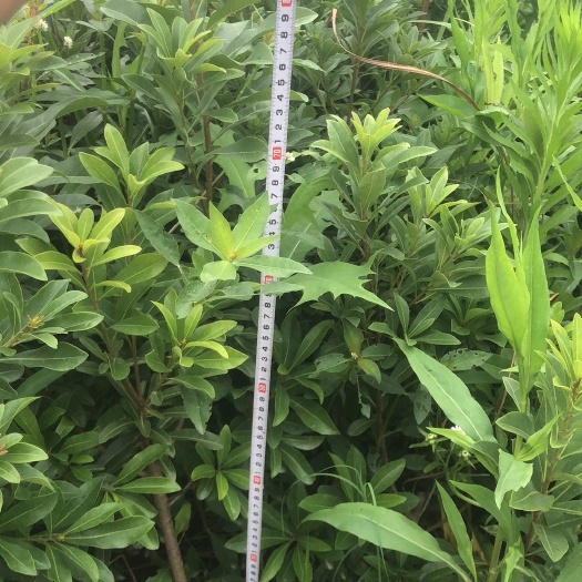 靖州县光叶杨梅苗
