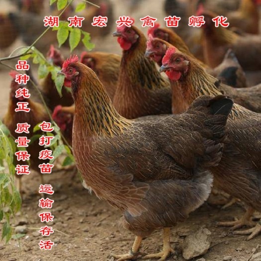 衡阳青脚麻鸡苗  厂家直销清远麻母鸡苗青脚土鸡苗灵山土鸡苗