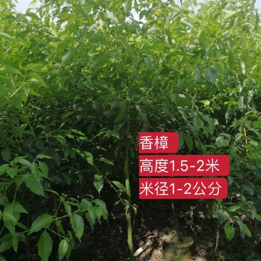 揭阳 原生布袋苗香樟