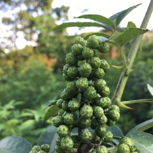 息烽县 九叶青花椒