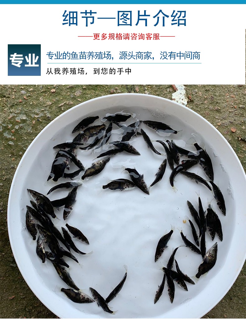 桂鱼苗现货桂花鱼苗鳜鱼苗淡水鱼苗批发桂鱼苗包送货上门
