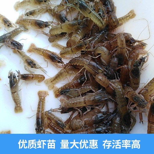 漳浦县小龙虾苗