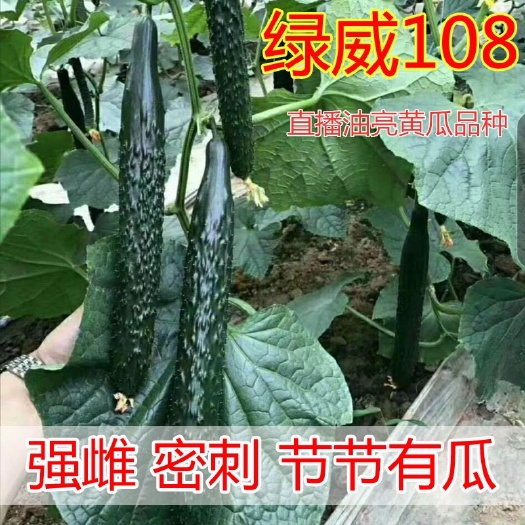 黄瓜种子早春越夏秋延  强雌黄瓜种子 黑亮黄瓜品种