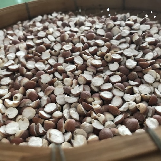 广州肇庆沙浦芡实